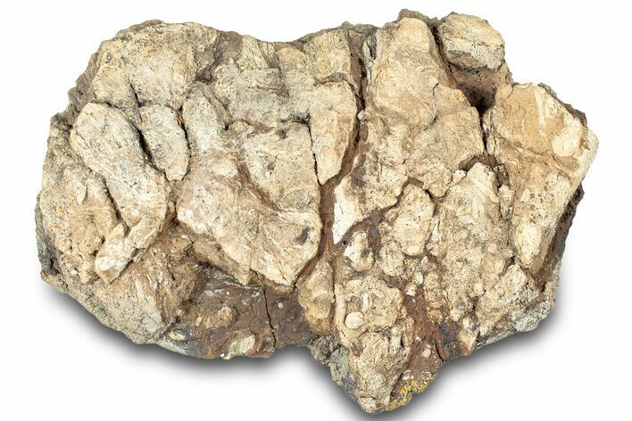 Dinosaur (Triceratops) Frill Shield Section - Montana #323035